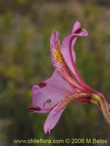 Фотография Alstroemeria magnifica var. tofoensis (). Щелкните, чтобы увеличить вырез.