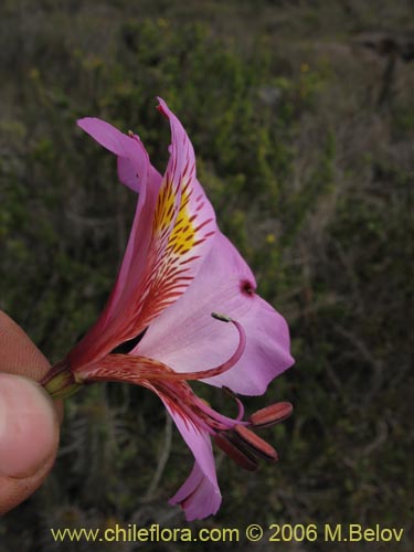 Фотография Alstroemeria magnifica var. tofoensis (). Щелкните, чтобы увеличить вырез.