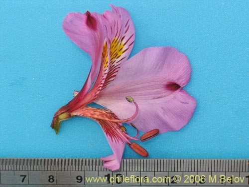 Image of Alstroemeria magnifica var. tofoensis (). Click to enlarge parts of image.