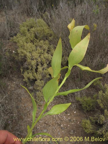 Imágen de Alstroemeria magnifica var. tofoensis (). Haga un clic para aumentar parte de imágen.