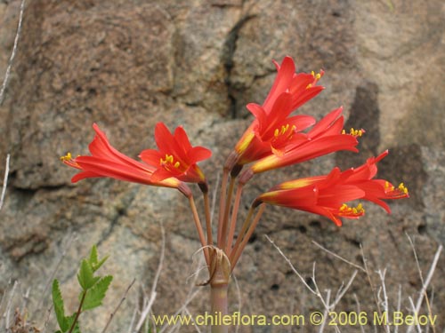 Imágen de Rhodophiala sp. #1501 (). Haga un clic para aumentar parte de imágen.