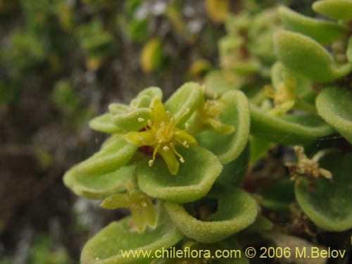 Imágen de Tetragonia maritima (Aguanosa). Haga un clic para aumentar parte de imágen.