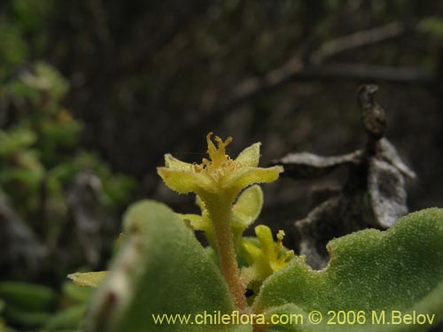 Imágen de Tetragonia maritima (Aguanosa). Haga un clic para aumentar parte de imágen.