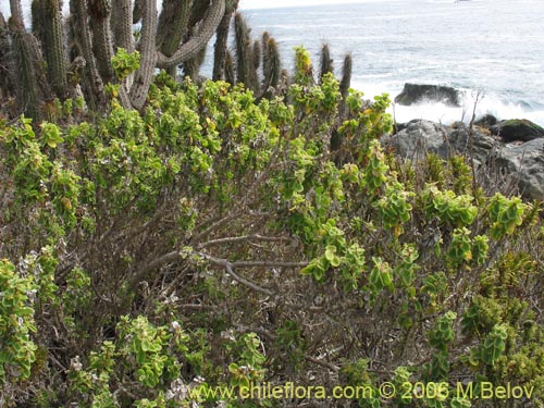 Imágen de Tetragonia maritima (Aguanosa). Haga un clic para aumentar parte de imágen.