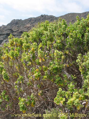 Bild von Tetragonia maritima (Aguanosa). Klicken Sie, um den Ausschnitt zu vergrössern.