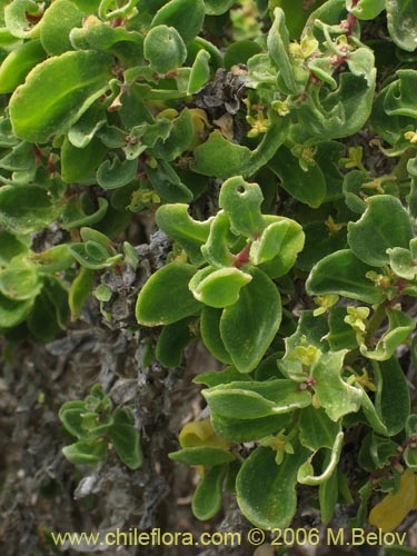 Imágen de Tetragonia maritima (Aguanosa). Haga un clic para aumentar parte de imágen.