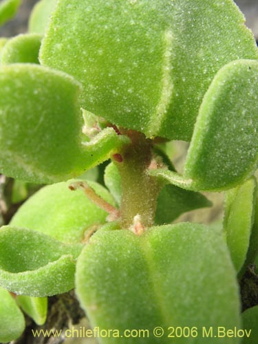 Image of Tetragonia maritima (Aguanosa). Click to enlarge parts of image.