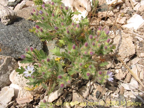 Bild von Malesherbia multiflora (). Klicken Sie, um den Ausschnitt zu vergrössern.