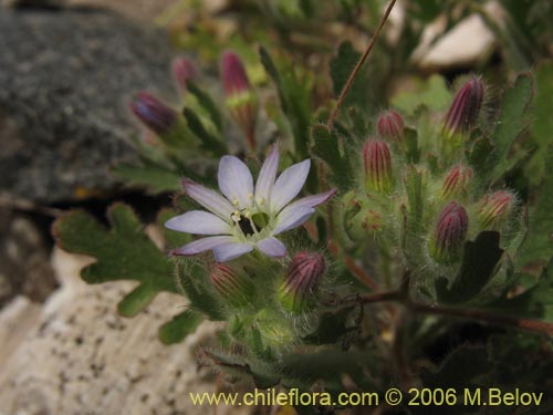 Image of Malesherbia multiflora (). Click to enlarge parts of image.