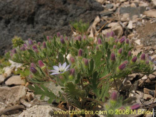 Bild von Malesherbia multiflora (). Klicken Sie, um den Ausschnitt zu vergrössern.