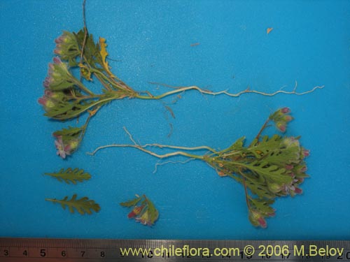 Фотография Malesherbia multiflora (). Щелкните, чтобы увеличить вырез.