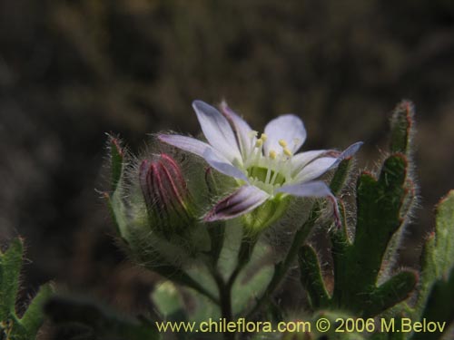 Фотография Malesherbia multiflora (). Щелкните, чтобы увеличить вырез.