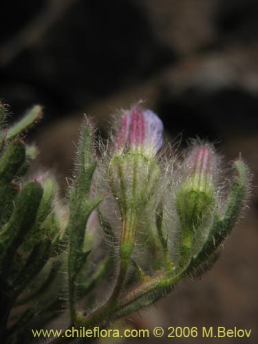 Imágen de Malesherbia multiflora (). Haga un clic para aumentar parte de imágen.