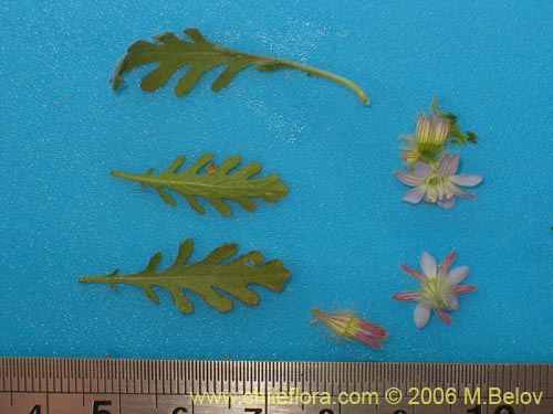 Фотография Malesherbia multiflora (). Щелкните, чтобы увеличить вырез.