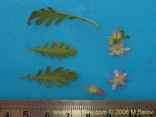 Фотография Malesherbia multiflora (). Щелкните, чтобы увеличить вырез.