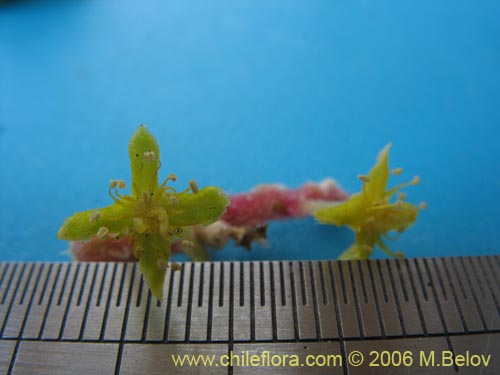 Tetragonia maritimaの写真