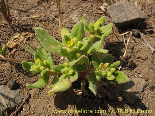 Фотография Tetragonia ovata (). Щелкните, чтобы увеличить вырез.