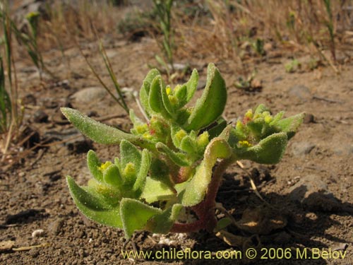 Image of Tetragonia ovata (). Click to enlarge parts of image.