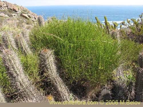 Imágen de Ephedra gracilis (). Haga un clic para aumentar parte de imágen.