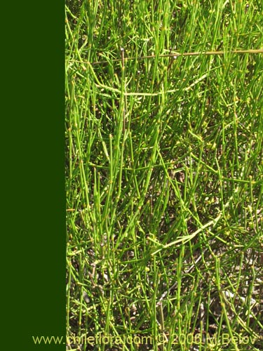 Ephedra gracilis的照片