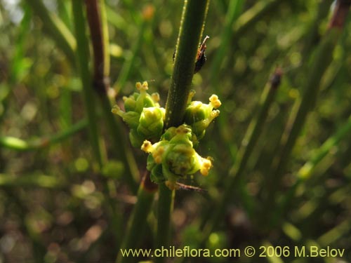 Ephedra gracilis的照片