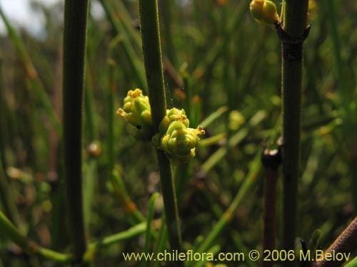 Ephedra gracilis的照片