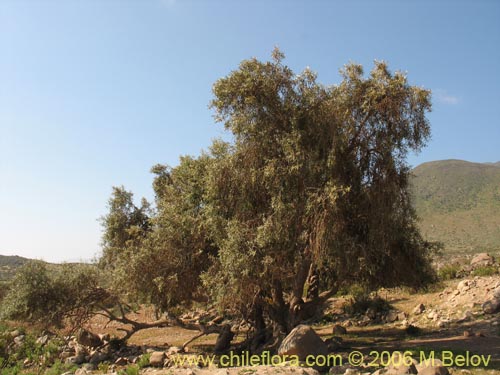 Imágen de Olea europaea (Olivo). Haga un clic para aumentar parte de imágen.