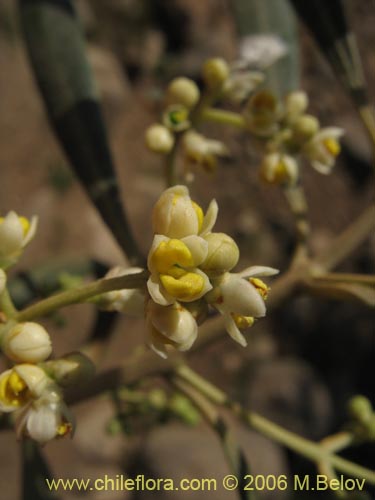 Imágen de Olea europaea (Olivo). Haga un clic para aumentar parte de imágen.