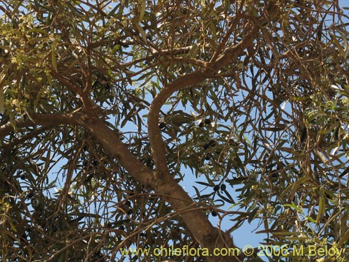 Image of Olea europaea (Olivo). Click to enlarge parts of image.