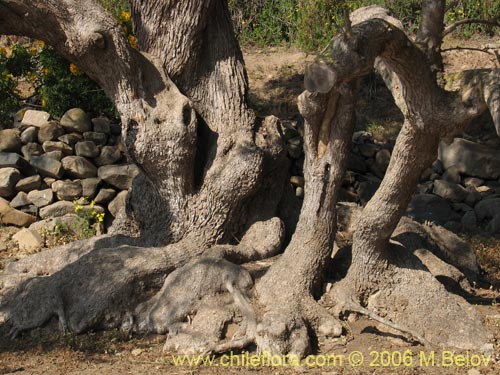 Imágen de Olea europaea (Olivo). Haga un clic para aumentar parte de imágen.