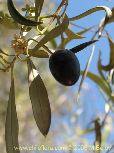 Фотография Olea europaea (Olivo). Щелкните, чтобы увеличить вырез.