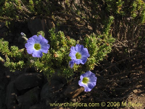 Bild von Nolana sp. #1509 (). Klicken Sie, um den Ausschnitt zu vergrössern.