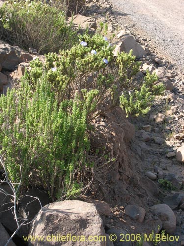 Imágen de Nolana sp. #1509 (). Haga un clic para aumentar parte de imágen.