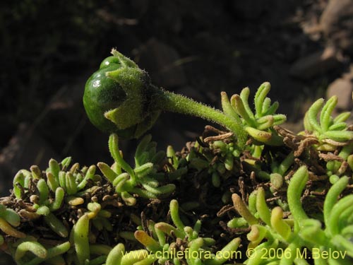 Imágen de Nolana sp. #1509 (). Haga un clic para aumentar parte de imágen.