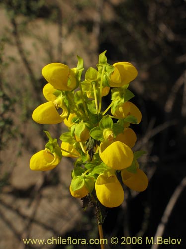 Imágen de Calceolaria collina ssp. collina (). Haga un clic para aumentar parte de imágen.