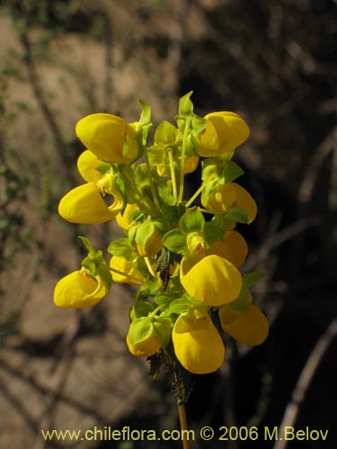 Calceolaria collina ssp. collina的照片