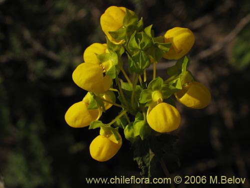 Imágen de Calceolaria collina ssp. collina (). Haga un clic para aumentar parte de imágen.