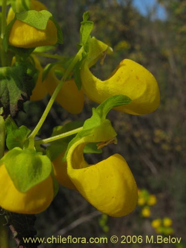 Calceolaria collina ssp. collinaの写真