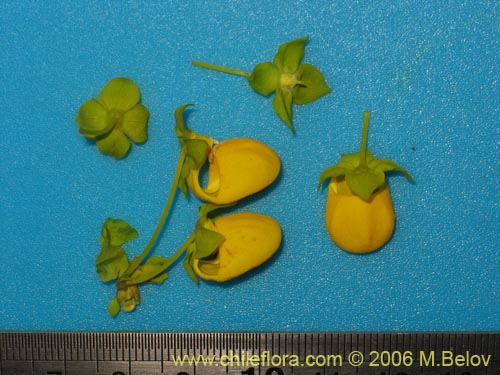 Calceolaria collina ssp. collina的照片