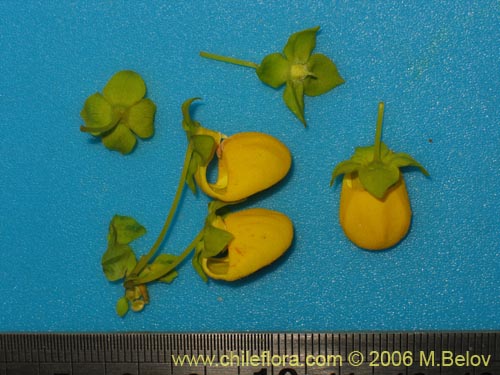 Bild von Calceolaria collina ssp. collina (). Klicken Sie, um den Ausschnitt zu vergrössern.