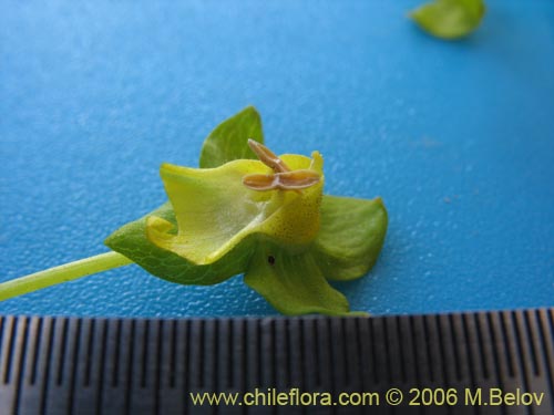 Imágen de Calceolaria collina ssp. collina (). Haga un clic para aumentar parte de imágen.