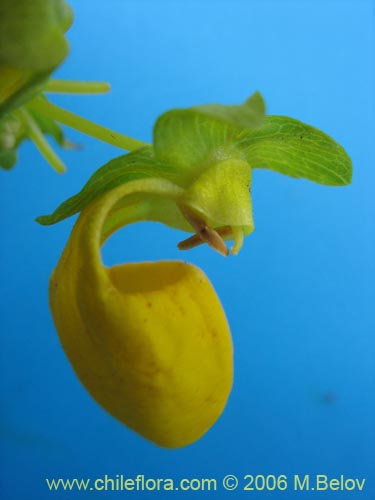 Imágen de Calceolaria collina ssp. collina (). Haga un clic para aumentar parte de imágen.