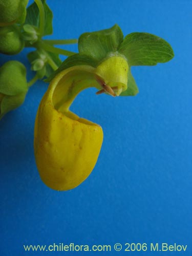 Calceolaria collina ssp. collina的照片