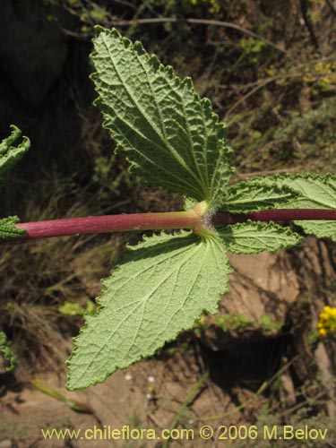 Image of Calceolaria collina ssp. collina (). Click to enlarge parts of image.