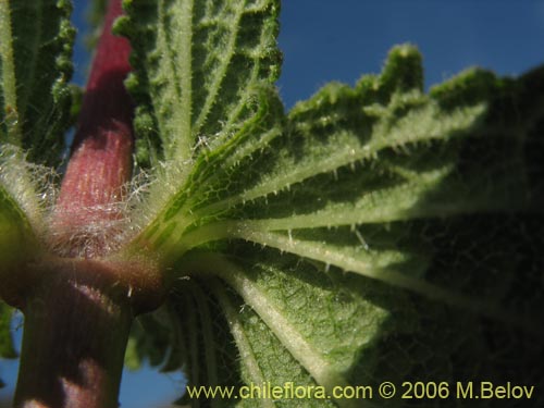 Image of Calceolaria collina ssp. collina (). Click to enlarge parts of image.