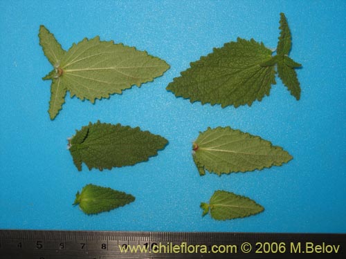 Image of Calceolaria collina ssp. collina (). Click to enlarge parts of image.