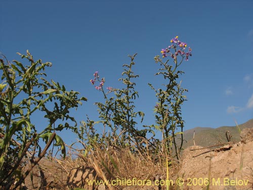 Фотография Solanum maritimum (Esparto). Щелкните, чтобы увеличить вырез.