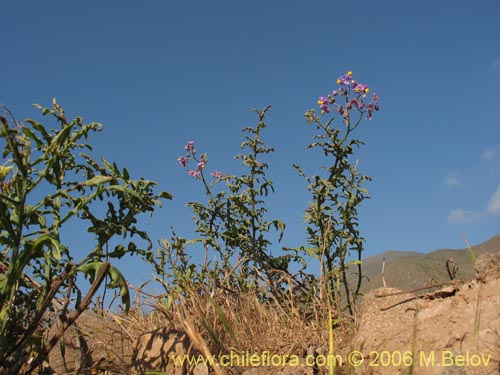 Bild von Solanum maritimum (Esparto). Klicken Sie, um den Ausschnitt zu vergrössern.