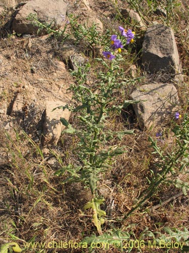 Bild von Solanum maritimum (Esparto). Klicken Sie, um den Ausschnitt zu vergrössern.