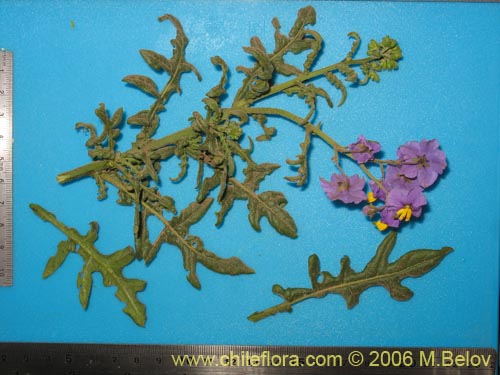 Image of Solanum maritimum (Esparto). Click to enlarge parts of image.